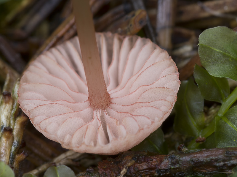 Mycena rosella